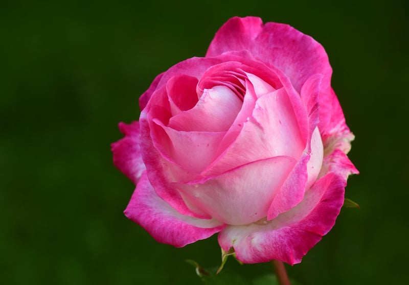 Pastel Roses